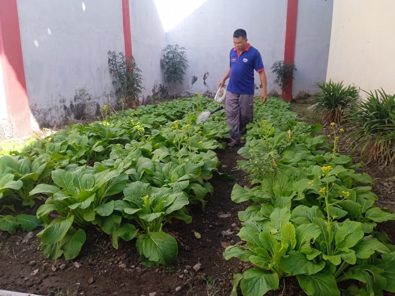 Foto Sayuran Sawi pada Lahan Pokja Perkebunan Sayuran Lapas Kelas IIB Selong